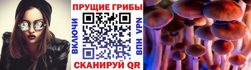 Купить Черкесск Псилоцибиновые грибы MAGIC MUSHROOMS